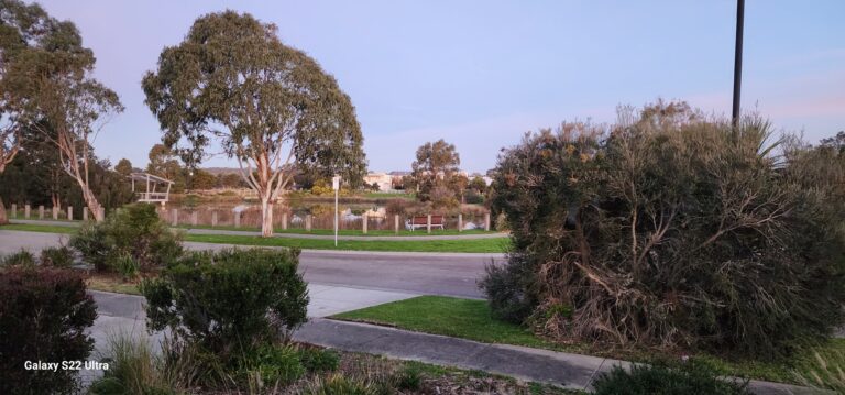 bird flu and the impact on the lake across the road from home