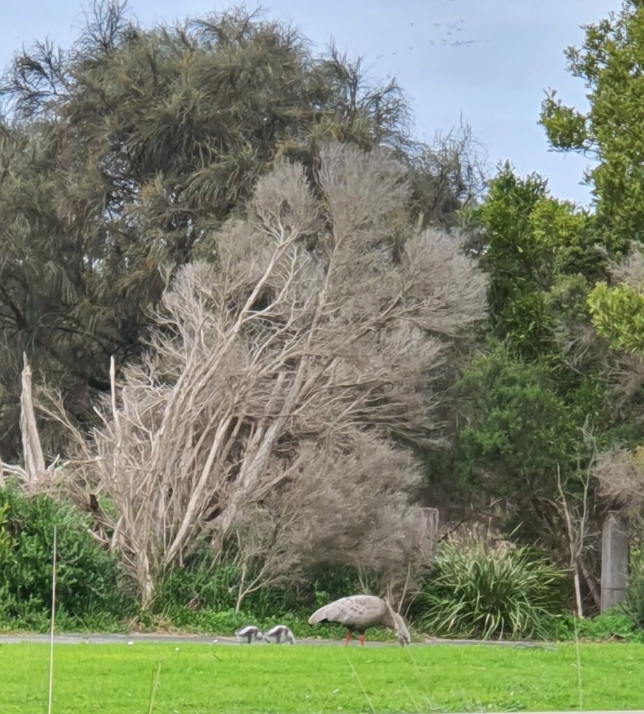 Cape Barren Geese from my home office window, bird flu could decimate our bird population and have wider impacts on other species too
